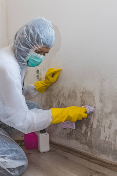 Best Mold Documentation for Insurance Claims  in David City, NE