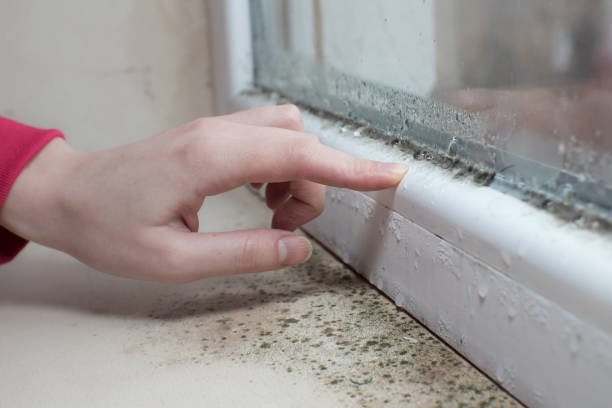 Best Asbestos and Lead Testing During Mold Inspection  in David City, NE